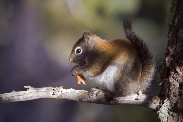 American Red Squirrel Picture @ Kiwifoto.com
