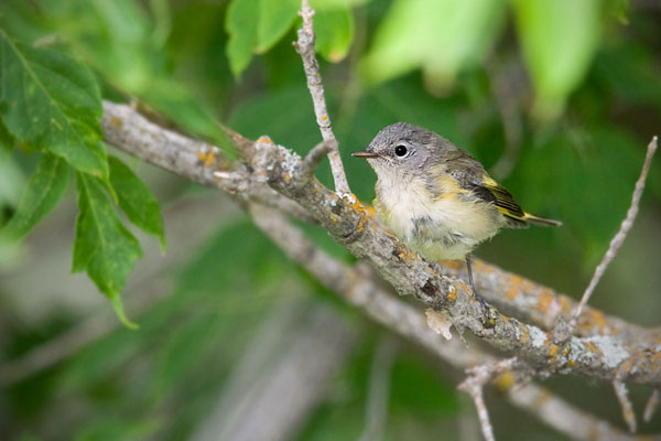 American Redstart (female with brood patch)