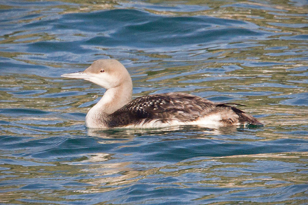 Arctic Loon Picture @ Kiwifoto.com