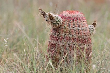 Arizona Barrel Cactus Image @ Kiwifoto.com