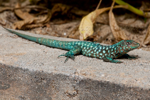 Aruban Whiptail Lizard Picture @ Kiwifoto.com