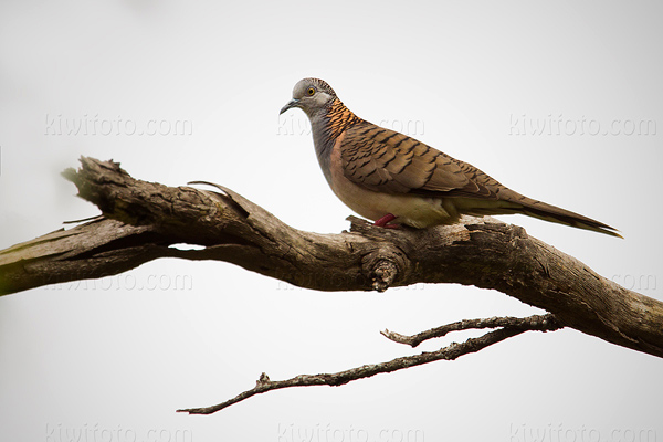 Bar-shouldered Dove Picture @ Kiwifoto.com