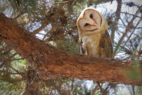 Barn Owl Photo @ Kiwifoto.com