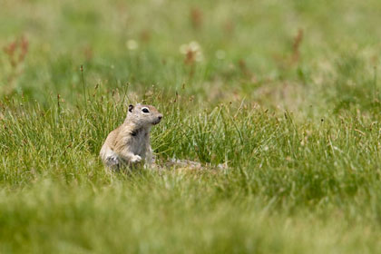 Belding's Ground Squirrel Photo @ Kiwifoto.com