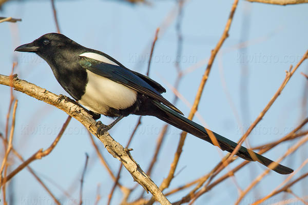 Black-billed Magpie Image @ Kiwifoto.com