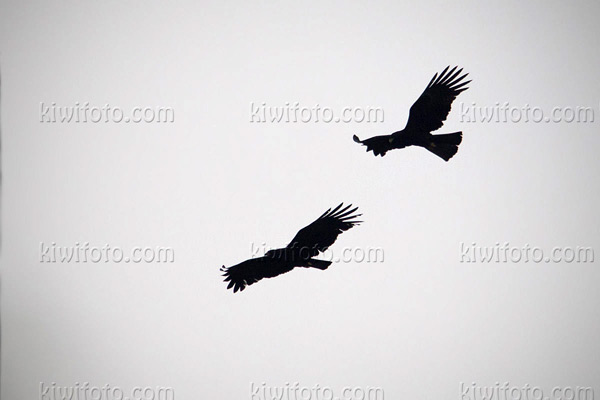 Black Eagle Photo @ Kiwifoto.com