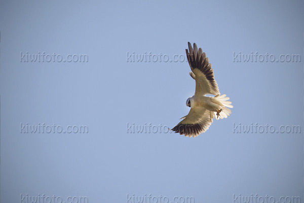 Black-shouldered Kite Photo @ Kiwifoto.com