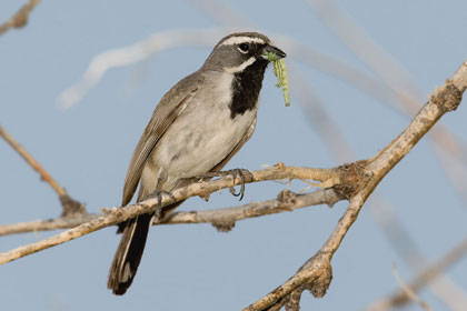 Black-throated Sparrow Image @ Kiwifoto.com