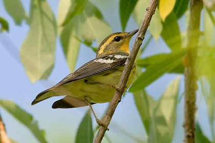 Blackburnian Warbler (F)