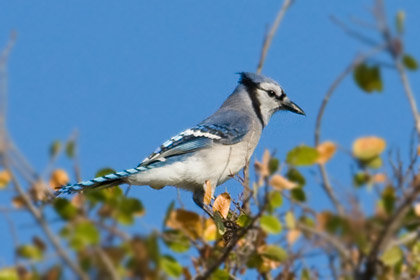 Blue Jay Picture @ Kiwifoto.com