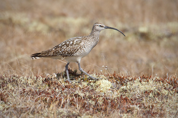 Bristle-thighed Curlew Picture @ Kiwifoto.com