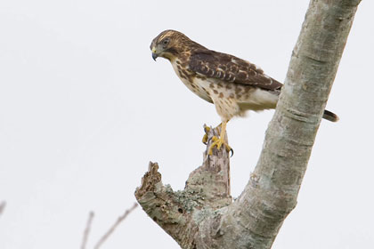 Broad-winged Hawk Picture @ Kiwifoto.com