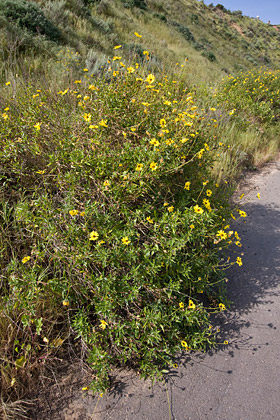 Bush Sunflower Picture @ Kiwifoto.com