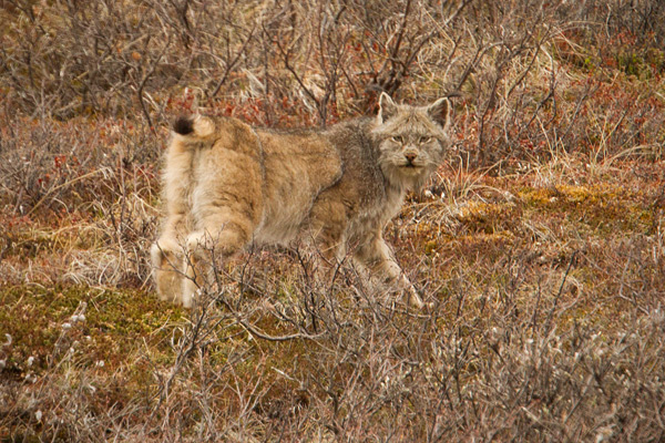 Canadian Lynx Photo @ Kiwifoto.com