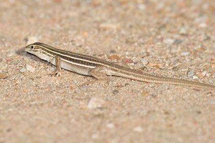 Canyon Spotted Whiptail