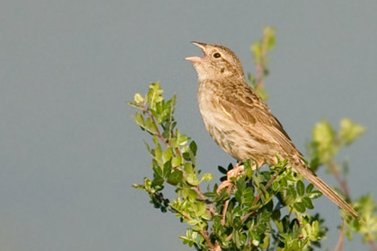 Cassin's Sparrow Image @ Kiwifoto.com