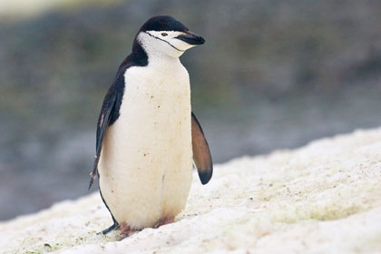 Chinstrap Penguin Photo @ Kiwifoto.com