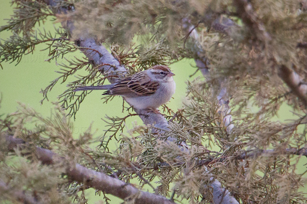 Chipping Sparrow Picture @ Kiwifoto.com