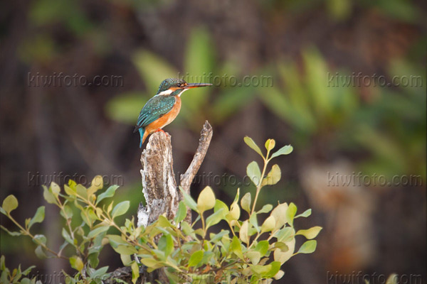 Common Kingfisher Picture @ Kiwifoto.com