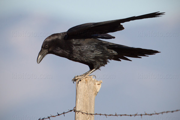 Common Raven Picture @ Kiwifoto.com