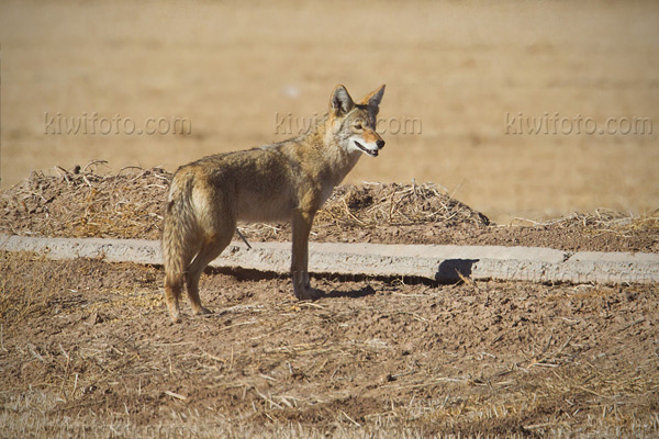 Coyote Image @ Kiwifoto.com