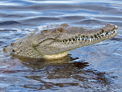 Crocodile Picture @ Kiwifoto.com