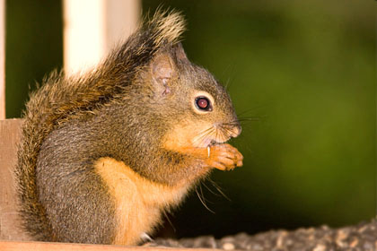 Douglas Squirrel Picture @ Kiwifoto.com