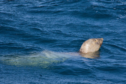 Elephant Seal Image @ Kiwifoto.com