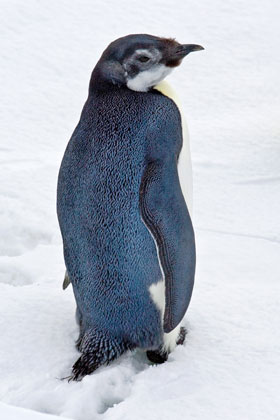 emperor penguins diagram