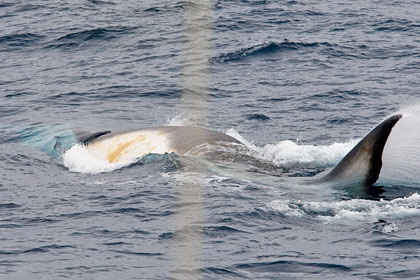 Fin Whale Picture @ Kiwifoto.com