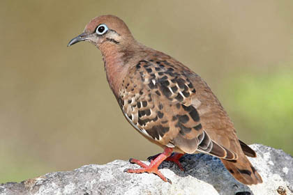Galpagos Dove Picture @ Kiwifoto.com