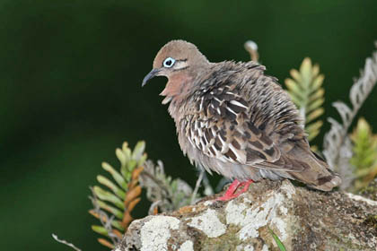 Galpagos Dove Picture @ Kiwifoto.com