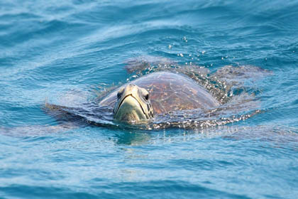 Galpagos Green Turtle Picture @ Kiwifoto.com