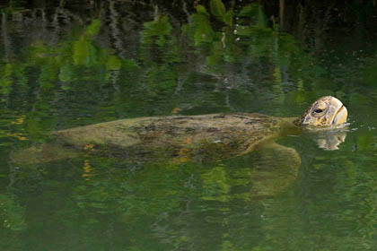 Galpagos Green Turtle Image @ Kiwifoto.com