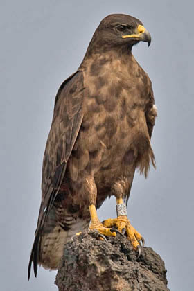 Galpagos Hawk