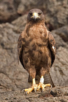 Galpagos Hawk Image @ Kiwifoto.com