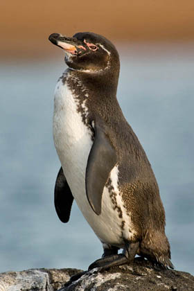 Galpagos Penguin Photo @ Kiwifoto.com