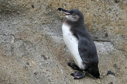 Galpagos Penguin Image @ Kiwifoto.com