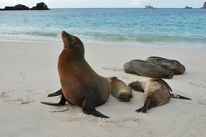 Galpagos Sea Lion Picture @ Kiwifoto.com