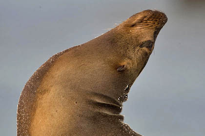 Galpagos Sea Lion