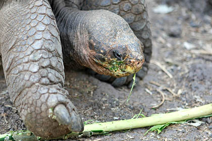 Galpagos Tortoise Photo @ Kiwifoto.com