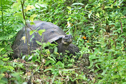 Galpagos Tortoise Image @ Kiwifoto.com