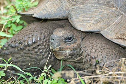 Galpagos Tortoise Image @ Kiwifoto.com