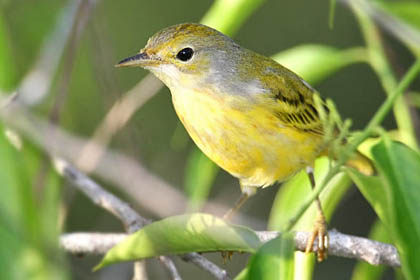 Galpagos Yellow Warbler Image @ Kiwifoto.com