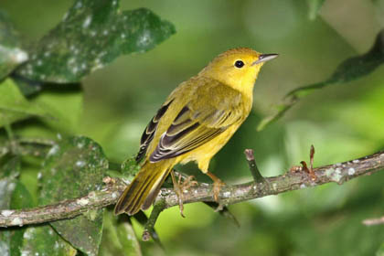 Galpagos Yellow Warbler