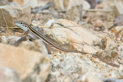 Giant Spotted Whiptail (juvenile)