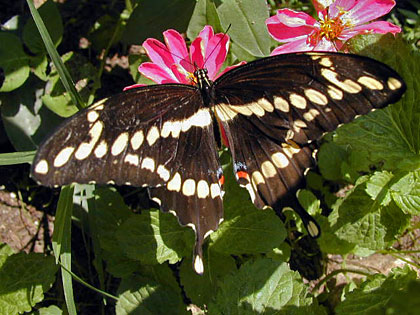 Giant Swallowtail Photo @ Kiwifoto.com