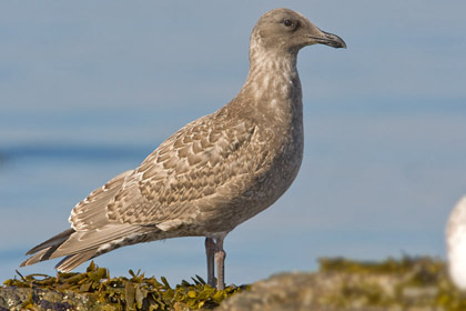 Glaucous-winged Gull (1st Cycle juvenile)