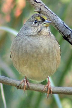 Golden-crowned Sparrow Picture @ Kiwifoto.com