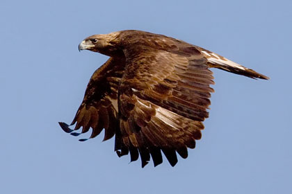 Golden Eagle Picture @ Kiwifoto.com